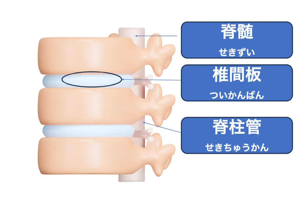 脊髄損傷を回復に導く再生医療のイメージ画像
