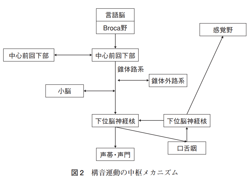 構音障害の中枢メカニズム