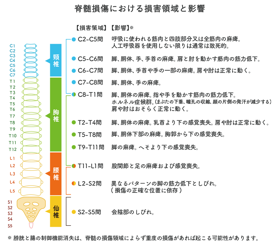 脊髄損傷における損傷領域と影響